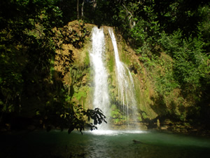 Cola del indio,Saman&aacute;